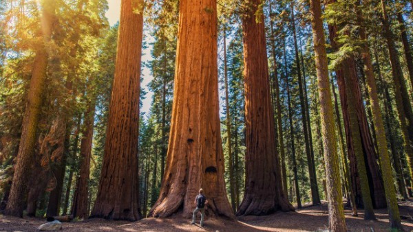 sequoia national park